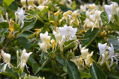 Lonicera sp